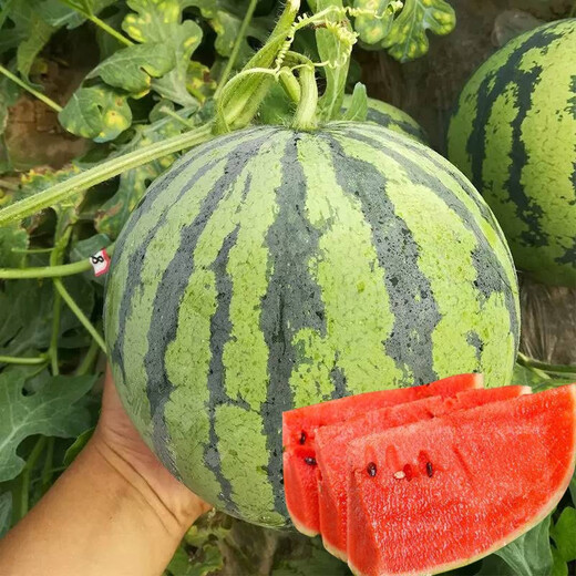 Dayu Lazy Man Watermelon Seed Seedlings Extra Large Suitable for Early Maturing Lazy People in the South 8424 Kirin Melon Meidu Seedless Fruits and Vegetables Kirin Watermelon Seedlings with Soil Seedlings 10