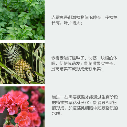 Sanliu Shanghai Tongrui 75 gibberellic acid gibberellin 920 seed soaking and germination plant growth regulator 1g*10 bags