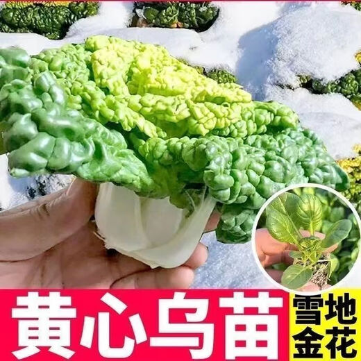 Huangxinwutaicai seedlings, chrysanthemum and cabbage seedlings, potted garden garden fields, easy to grow four-season vegetable seedlings, 10 Huangxinwutaicai plants