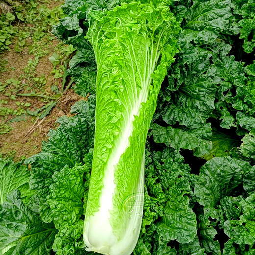 Shouhe Tianjin green hemp leaf Chinese cabbage seeds winter storage vegetable seeds field planting high stakes long summer and autumn green cabbage mussels Qisong Tianjin green hemp leaf cabbage seeds 10gx10
