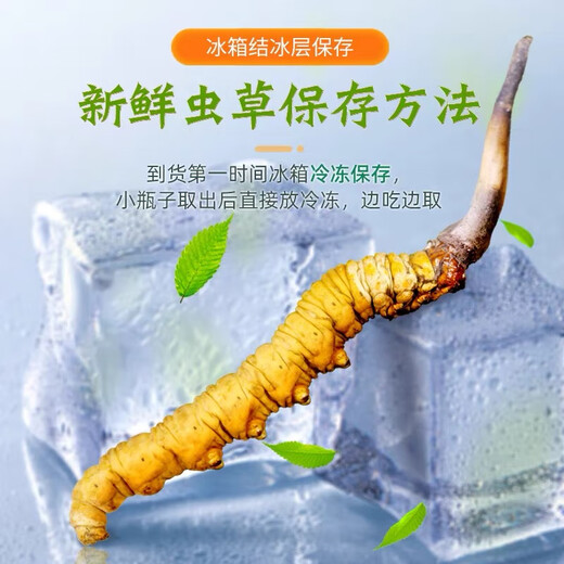 [Tibet Straight Hair] Authentic First Fresh Cordyceps 2025 Selected High Altitude Fresh Cordyceps SF Cold Chain 0.4-0.5gSpecifications 100 Roots