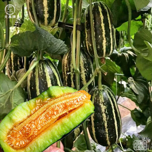 Dayu Boyang No. 9 melon seed seedlings collection, honeydew melon, eight-mile crispy melon seed old variety, Boyang No. 9 melon seedlings, 10 seedlings