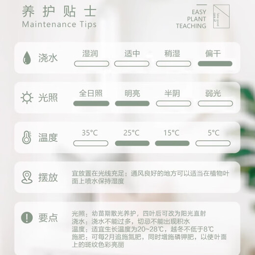 
Yingzhai Agave Niang Crown Blue Skin Green Skin Void Hidden Advanced Gray Fox Apricot Crab Sowing Green Plant Pot Plant Yaoyan EB Seedlings/1