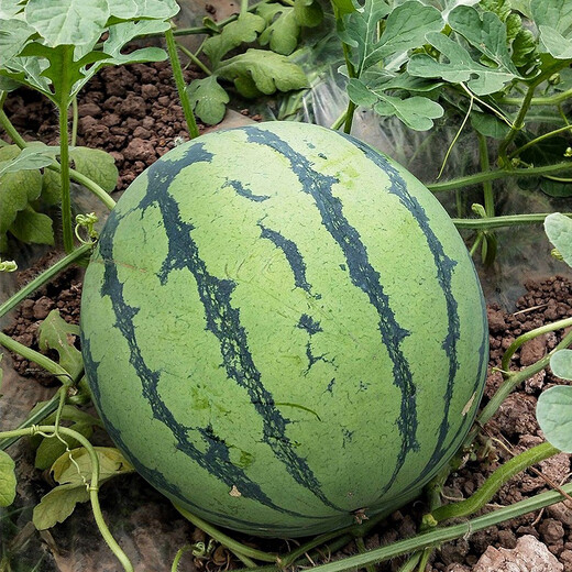 Shouhe Lazy Man Watermelon Seed Lazy Man King Melon Extra Large Spring No Pruning Lazy Man Fruit Seedling Southern Sweet Zaojia 8424 Watermelon Seed 30 capsules x 3 bags