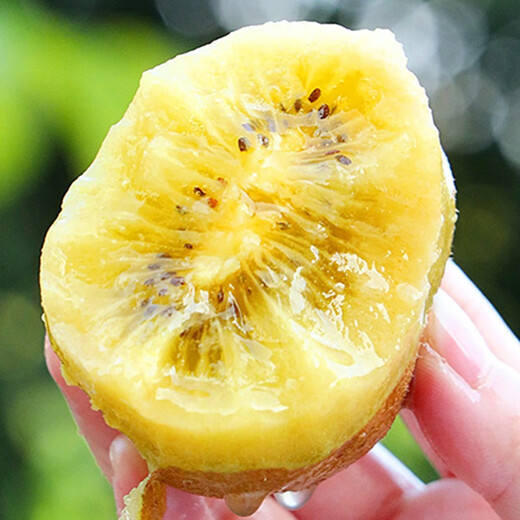 Chunguo Yimu Yellow Heart Kiwi Golden Kiwi Golden Kiwi Fresh Fruit Fresh Fruit 12 Selected Fruit Single Fruit 70-110g