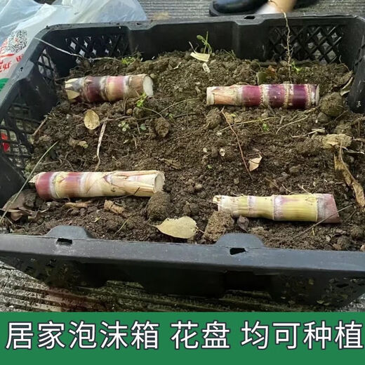 Guangxi authentic black sugarcane seedlings seedlings sugarcane seeds wholesale potted plants can be planted crispy and sweet, can be planted in the north and south, 2 black sugarcane roots with 3-6 spores, Guangxi sugarcane seedling head