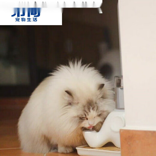 Hibiscus Mingkan is not easy to wet the chin. Elephant drinking fountain Garfield big-faced and flat-faced drinking bowl is anti-tipping and moisture-proof ceramics. Macaron powder + glass bottle + square plate