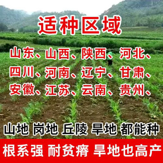 Nationally approved Rip 909 red shaft big cob corn seed, high yield, short stem, lodging resistance, disease resistance, drought resistance, wholesale corn, 4400 grains per acre, Song high yield seed dressing, improved version Rip 909 guaranteed