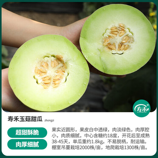 Shouhe Xinjiang Hami melon seeds from the south and north, early-maturing super sweet Xiangfei reticulated honeydew melon seeds, Shouhe jade mushroom melon seeds 30 pieces/thick flesh and small cavity