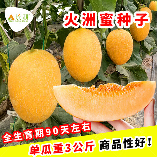 Long-term cultivation sweet Korean reticulated Hami melon seeds Xinjiang melon fruit melon seeds seedlings spring southern four seasons seeds Xinjiang Huozhou honey 168 melon seeds 50g original