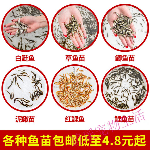 Taiwan loach seedlings ornamental fish, round loach aquarium live feed feed fish fresh Taiwanese loach turtle fresh water fish 2-3 cm 200 loaches + 10%-20% damage prevention