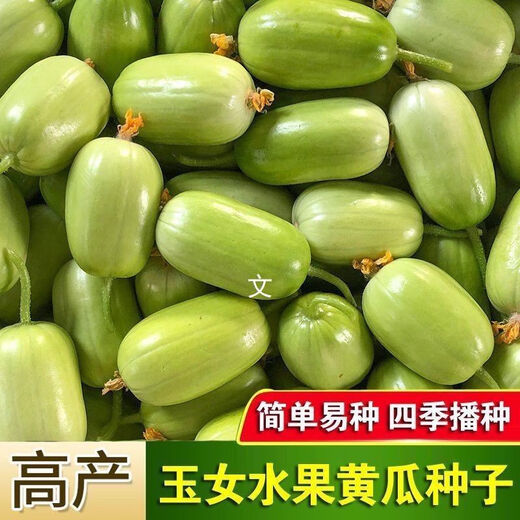 Jade Girl Fruit Cucumber Seeds Mini Small Cucumber Seeds Eat Raw Crisp and Sweet Without Residues for Spring and Autumn Planting Balcony Pot Seeds - Mouthful Juice Jade Girl Cucumber Seeds Pack of About 5 Original New Products - New Seeds 1 Bag (50 Tablets) Song Fertilizer