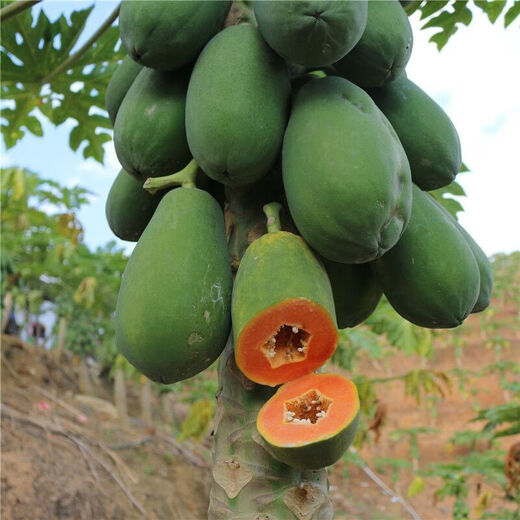 Dwarf papaya seedlings, fruit papayas, red-fleshed papaya seedlings, large green papaya seedlings that bear fruit in all seasons of the year, potted courtyard, 4 dwarf papaya seedlings (10 cm high), free reissue after receiving dead seedlings (with cups and leaves)