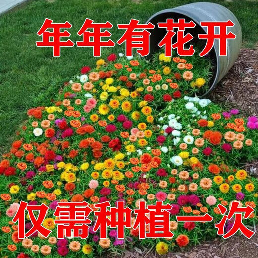 Double sunflower seeds bloom in all seasons, balcony outdoor courtyard green plant seeds are drought-tolerant and the garden blooms continuously. Multi-color mixed pack. Highly recommended best-selling model. Double sunflower seeds l pack/2OOOO capsules.