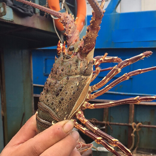 
Gift box/[Spot] Shen Zhixiong Fujian Dongshan Island Sea Catching Seafood Gift Box New Year’s Eve Dinner Gift Box 689 Gift Pack Seafood Net Weight 2700g