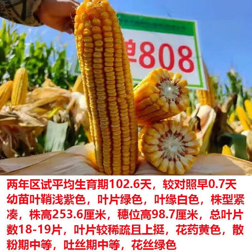North China corn seed Yudan 808 corn seed high yield big cob corn seed with uniform ear length red shaft dent corn Yudan 808 (about 4400 grains about 3Jin Jin equals 0.5kg) North China planting