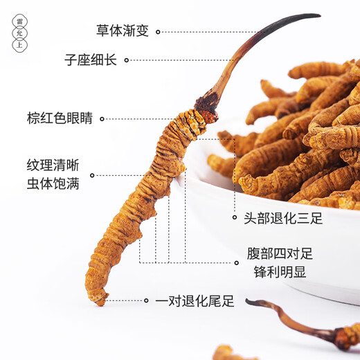 雷允上【官方】冬虫夏草 高端礼盒高档补品送人长辈父母礼盒 虫草5根/g 1g约5根