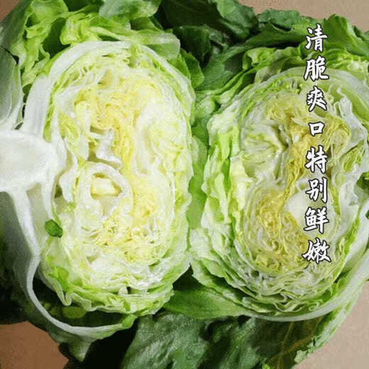 Sweet and crispy lettuce lettuce, hamburger lettuce seeds, crispy and refreshing, raw lettuce seeds, potted four-season farm vegetables, original crispy and tender lettuce, 10 packs/about 20,000 pieces Song Dynasty