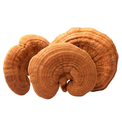 Qin Dingtai purple Ganoderma lucidum pruning Changbai Mountain Ganoderma lucidum natural red Ganoderma lucidum deep mountains basswood Linzhi soaked in wine and soup purple zhi wood linden red Ganoderma lucidum / Changbai Mountain direct hair 200 grams