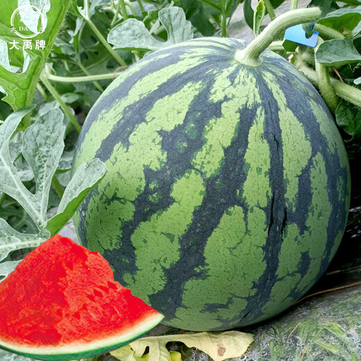 Dayu Lazy Man Watermelon Seed Seedlings Extra Large Suitable for Early Maturing Lazy People in the South 8424 Kirin Melon Meidu Seedless Fruits and Vegetables Meidu Watermelon Seeds 600 capsules/barrel Kirin Melon