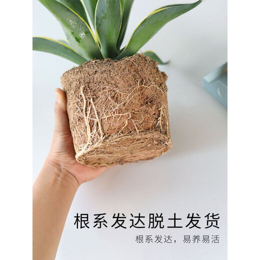 Große Sukkulenten-Blütensetzlinge im Agaventopf für den Innenbereich sind leicht zu pflegen. Agavensukkulente Azure Lotus mit Topf