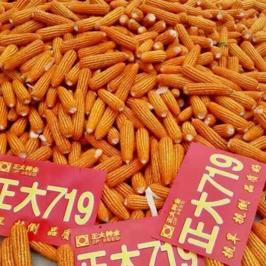 谷真正大719杂交玉米种子抗倒矮杆果穗长型杂交种玉米 散装一斤