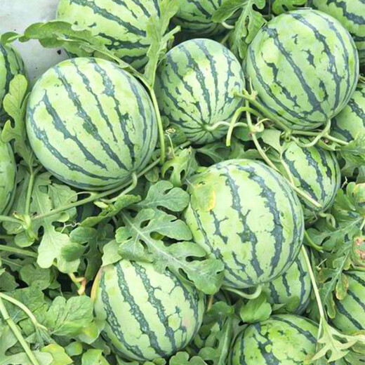 Shouhe Lazy Man Watermelon Seed Lazy Man King Melon Extra Large Spring No Pruning Lazy Man Fruit Seedling Southern Sweet Zaojia 8424 Watermelon Seed 30 capsules x 3 bags