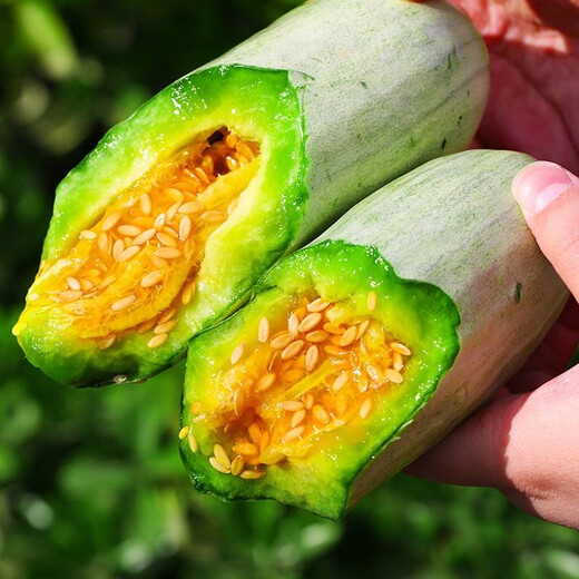 Dayu yangjiao honey melon seeds old varieties early maturing thin-skinned spring fruit melon seeds collection yangjiao honey muskmelon seeds 100 pieces x 3 bags
