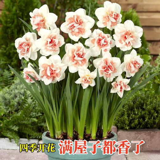Narcissus bulbs, water-cultured soil-cultured potted plants, imported double-flowered narcissus, four-season blooming autumn and winter cold-resistant seeds, float parade (3 balls) 12+