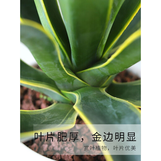 Große Sukkulenten-Blütensetzlinge im Agaventopf für den Innenbereich sind leicht zu pflegen. Agavensukkulente Azure Lotus mit Topf