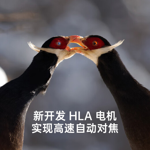 Sigma 500mm F5.6 DG DN OS full-frame mirrorless super telephoto zoom lens for shooting birds and lotus Sony FE mount