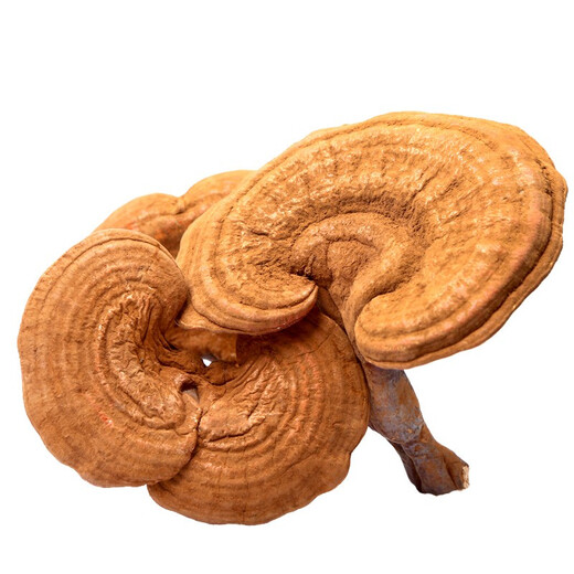 Qin Dingtai purple Ganoderma lucidum pruning Changbai Mountain Ganoderma lucidum natural red Ganoderma lucidum deep mountains basswood Linzhi soaked in wine and soup purple zhi wood linden red Ganoderma lucidum / Changbai Mountain direct hair 200 grams