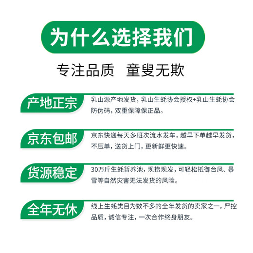 Popular Rushan Oysters, Fresh Oysters, Extra Large Seafood Oysters, 5 Jin Jin is equal to 0.5 kg, whole box of fresh oysters, 4 Jin Jin is equal to 0.5 kg, 3XL size, 10-16 pcs