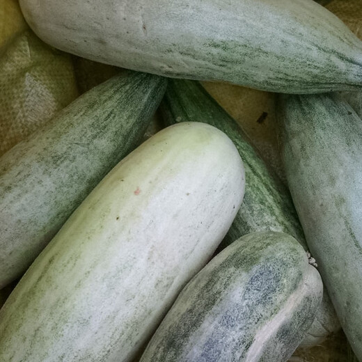 Dayu yangjiao honey melon seeds old varieties early maturing thin-skinned spring fruit melon seeds collection yangjiao honey muskmelon seeds 100 pieces x 3 bags