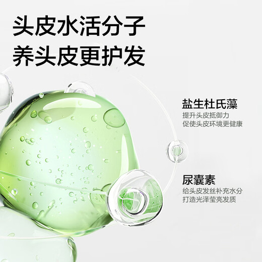 柏缇北非雪松控油蓬松洗发水 清爽去屑止痒留香氨基酸洗发露 505ml 