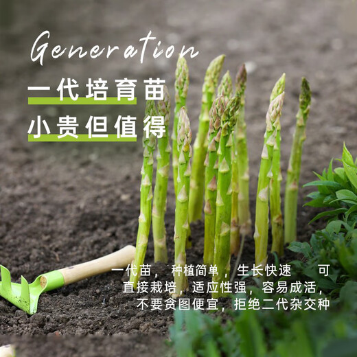 Long-cultivation asparagus seeds, asparagus seed root seedlings, easy to grow, easy to grow potted plants, perennial vegetable seeds for balcony planting in all seasons, green asparagus seeds 10g, about 500 capsules/field planting
