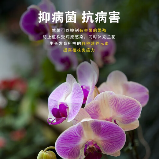 Орхидея короля орхидея Специальное питательное раствор Clivia phalaenopsis orchids растение цветочное удобрение, укоренившееся для стимулирования цветения. Orchid King 2 бутылки 1050 мл