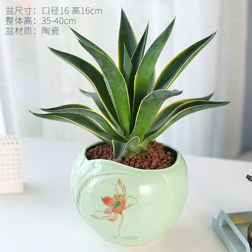 Große Sukkulenten-Blütensetzlinge im Agaventopf für den Innenbereich sind leicht zu pflegen. Agavensukkulente Azure Lotus mit Topf