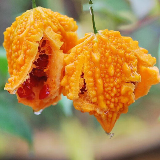 Su Ruili Grape Seeds, Bitter Melon, Golden Bells, Golden Bells, Golden Small Bitter Melon Seeds, Balcony Potted Vegetable Seeds, Golden Laigua, 2 bags