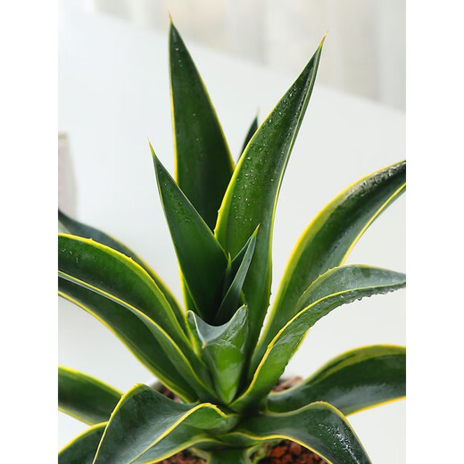 Große Sukkulenten-Blütensetzlinge im Agaventopf für den Innenbereich sind leicht zu pflegen. Agavensukkulente Azure Lotus mit Topf