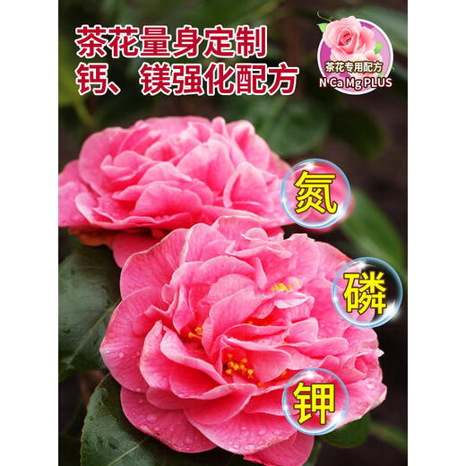 Camellia fertilizer special fertilizer non-dilution nutrient solution camellia jasmine gardenia azalea acid-loving plant potted home Camellia non-dilution nutrient solution 500ml*1 bottle