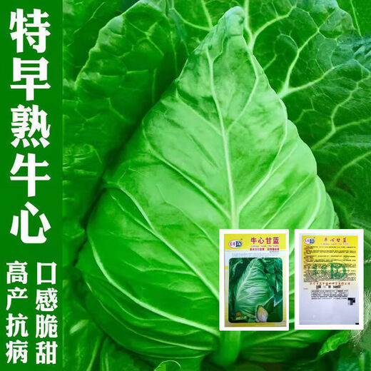 Beef Heart Cabbage Seeds, Pointed Cabbage Seeds, Beef Heart Cabbage, Tender, Refreshing, High Yield Vegetable Seeds, Selected Original 1 Pack, About 300 Tablets, Song Fertilizer