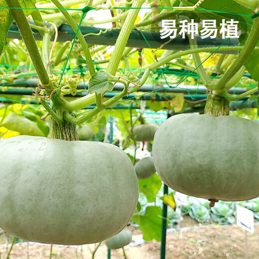 Fengming Yashi Xinjiang Silver Chestnut Pumpkin Seeds Chestnut Flavor Pumpkin Sweet Powder Waxy Spring Silver Chestnut Honey Pumpkin Seeds 20 capsules