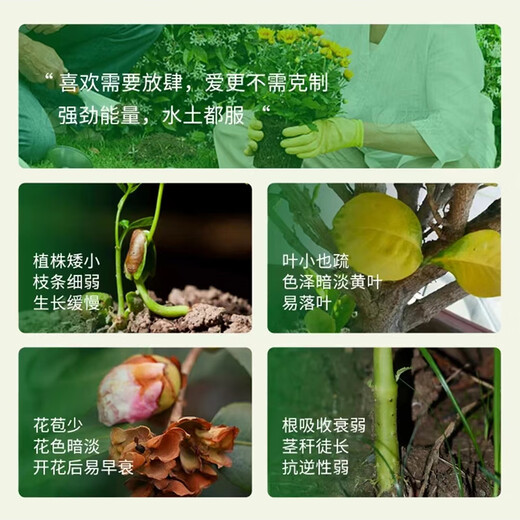 Cuttlefish plant nutrient solution universal 2500ml hydroponic green plant flower fertilizer money tree green radish concentrated liquid fertilizer