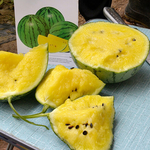 Shouhe Yellow Flesh Watermelon Seeds Yellow Heart Gift Type Yellow Flesh Shouguang Melon Winter and Spring Home Garden Melon Seeds Yellow Flesh Xiaolan Watermelon Seeds 10 capsules x 3 packs
