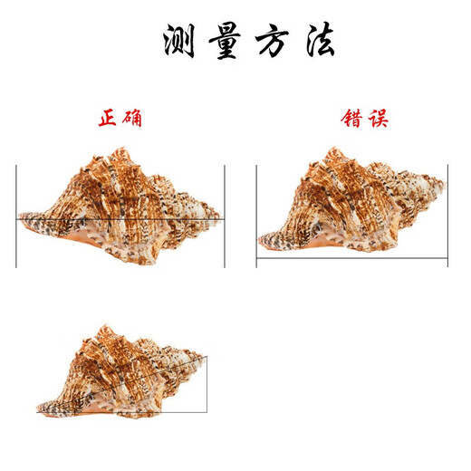 天然超大海螺贝壳摆件工艺品鱼缸造景水族箱装饰拍摄道具海的声音 1517厘米精品
