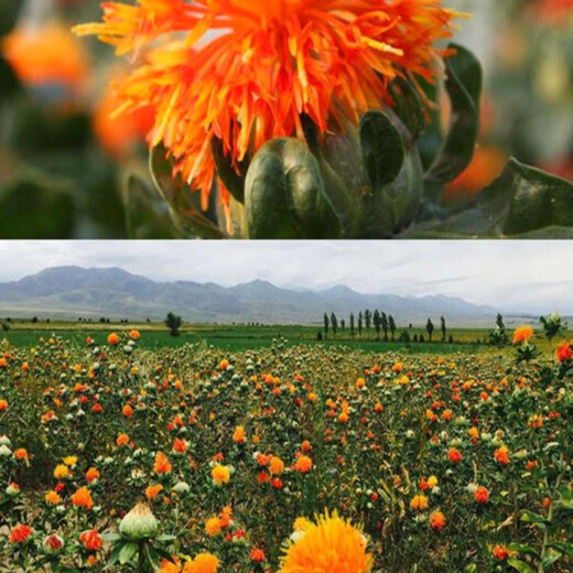 Meat manager Chinese herbal medicine safflower seeds saffron seeds Xinjiang grass safflower seeds pure new field planting seeds safflower seeds one Jin Jin is equal to 0.5 kilograms