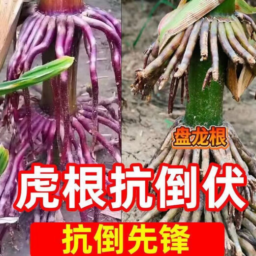 New species Yufeng 303 Yufeng 308 high-yielding corn seeds, lodging-resistant, short-stemmed, national-approved large-stick corn seeds, national-approved original Yufeng 303, 4200 grains in a bag (random packaging)
