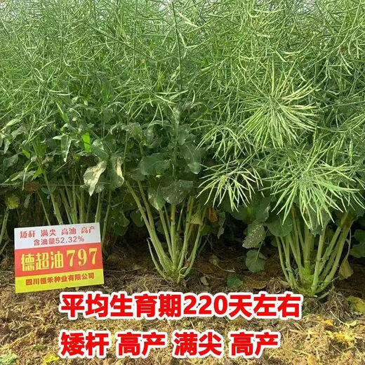 Стабильно-урожайный короткостебельный гибрид Dechao Oil 797 стабильноурожайный рапс короткостебельный морозостойкий и устойчивый к полеганию раннеспелый масло с сильным ароматом Короткостебельный высокомасличный гибрид Dechao Oil 797 10 000 зерен/