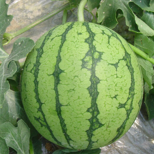 Jingyan watermelon seeds super sweet small watermelon Jingxin 8424 rock sugar unicorn melon Academy of Agricultural Sciences watermelon seedlings lazy melon seeds Jinglan yellow flesh watermelon 5g